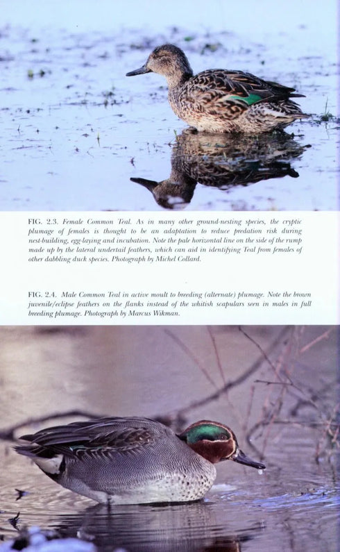 The Teal -Guillemain, M. 2014